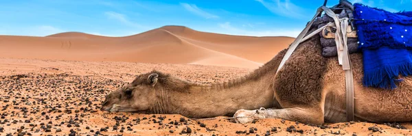 Merzouga Στην Έρημο Σαχάρα Στο Μαρόκο Αφίκα Διαφημιστικό Πανό Πανοραμική — Φωτογραφία Αρχείου