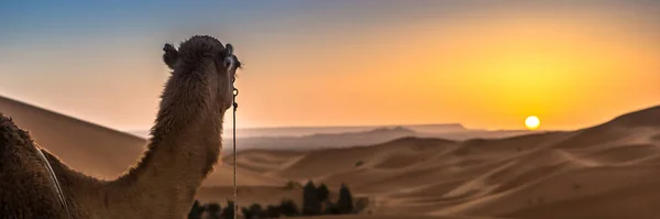 摩洛哥撒哈拉沙漠的Merzouga Afica 全景视图中的Web横幅 — 图库照片