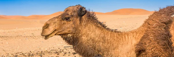 Merzouga Poušti Sahara Maroku Afica Webový Banner Panoramatickém Zobrazení — Stock fotografie