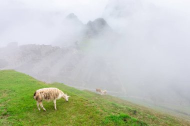 Machu Picchu, bir Peru Tarihi Mabedi ve UNESCO Dünya Mirası Alanı. Dünyanın Yeni Yedi Harikası 'ndan biri. Cuzco.