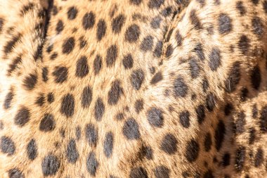 Güney Afrika 'da Koşan Çita, Acinonyx Jubatus. Guepardo.