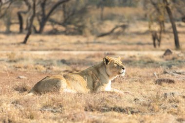 Dişi aslan yemeğini yiyor. Güney Afrika. Afrika.