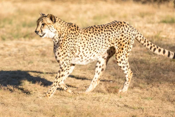 Cheetah Τρέχει Στη Νότια Αφρική Acinonyx Jubatus Γκουεπέντο — Φωτογραφία Αρχείου