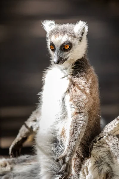 Lémure Cauda Anelada Lemur Catta Madagáscar — Fotografia de Stock