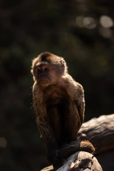 Macaco Selvagem Selva África Sul África — Fotografia de Stock