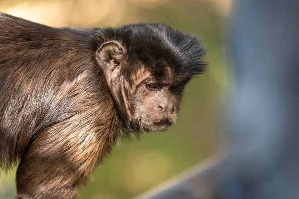 Άγρια Μαϊμού Στη Ζούγκλα Νότια Αφρική Αφρική — Φωτογραφία Αρχείου