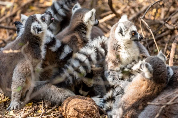 Λεμούριος Την Ουρά Του Δαχτυλιδιού Lemur Catta Μαδαγασκάρη — Φωτογραφία Αρχείου