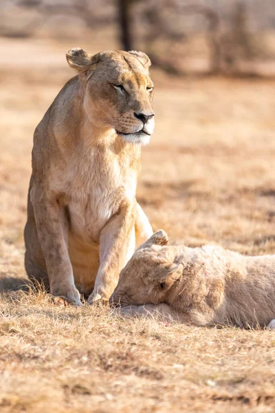 Λιοντάρι Μικρά Λέαινα Λιονταράκι Στην Ερημιά Νότια Αφρική — Φωτογραφία Αρχείου