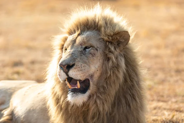Hvit Mannlig Løve Sør Afrika Fantastisk Dyr Savanna – stockfoto