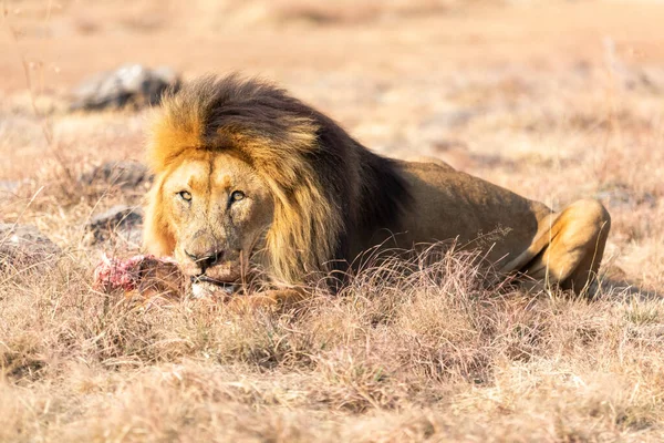 Comer Leão Masculino Savana África Sul — Fotografia de Stock