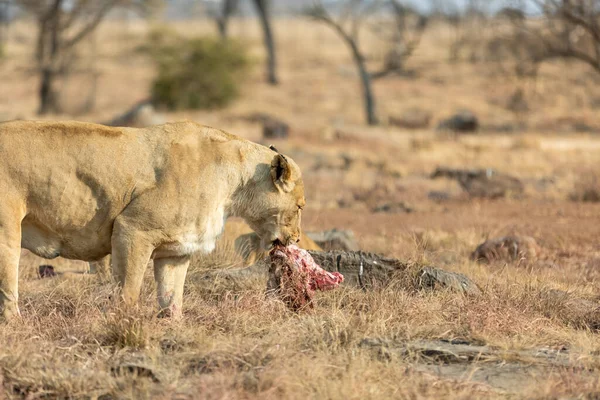 Lionne Mangeant Son Dîner Afrique Sud Afrique — Photo