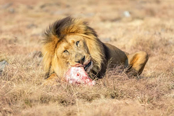 Comer León Masculino Savanna Sudáfrica —  Fotos de Stock