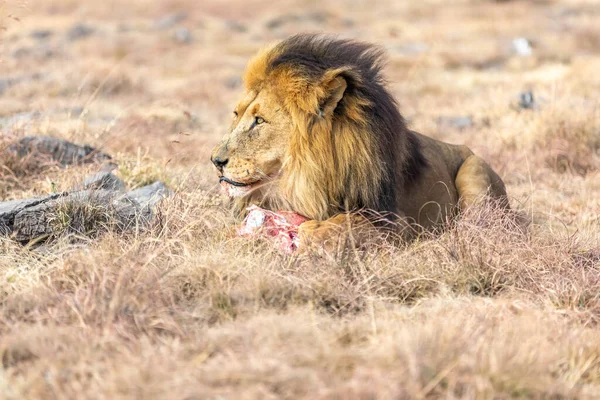 Άνδρας Lion Τρώγοντας Savanna Στη Νότια Αφρική — Φωτογραφία Αρχείου