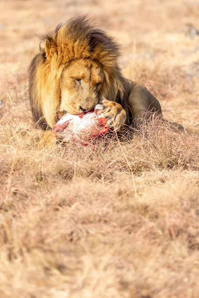 Comer León Masculino Savanna Sudáfrica —  Fotos de Stock