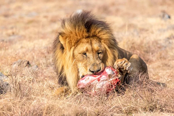 Comer León Masculino Savanna Sudáfrica —  Fotos de Stock