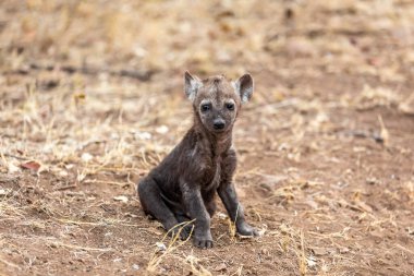 Yavru sırtlan Güney Afrika 'da tek başına. Afrika.