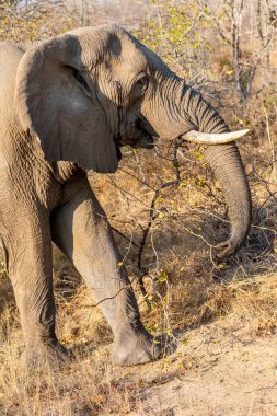 Afrika 'da yalnız Afrika fil boğası, Savannah. Güney Afrika.