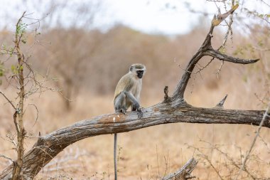 Güney Afrika 'da bir ağaçta oturan Vervet Maymunu (Cercopithecus aethiops). Afrika. Kruger Parkı.