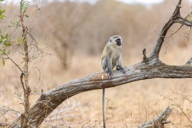 Güney Afrika 'da bir ağaçta oturan Vervet Maymunu (Cercopithecus aethiops). Afrika.