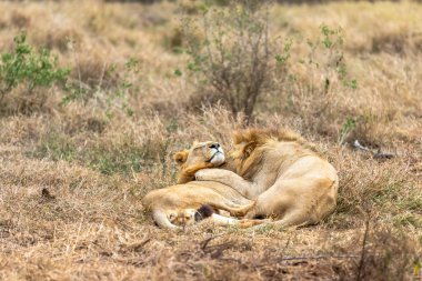Aslan ve Panthera Leo. Havada aşk kokusu var. Afrika.