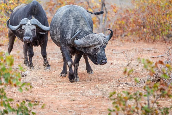 Taureau Buffle Africain Regardant Caméra Afrique Sud Afrique — Photo