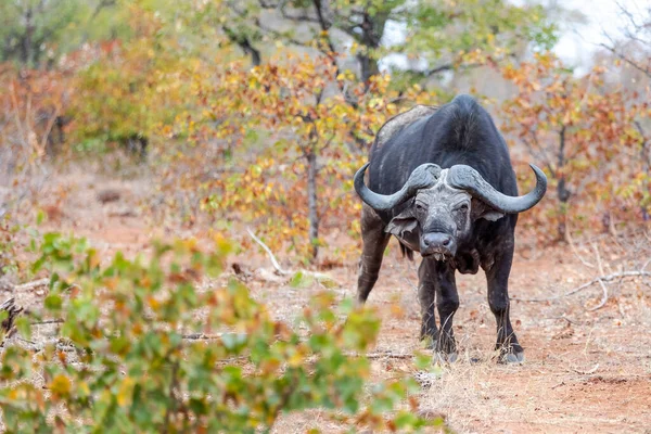 Taureau Buffle Africain Regardant Caméra Afrique Sud Afrique — Photo