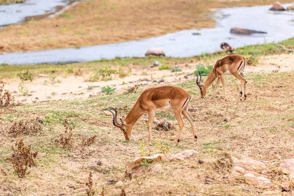 Impalas Debout Dans Champ Ouvert Afrique Sud Afrique — Photo