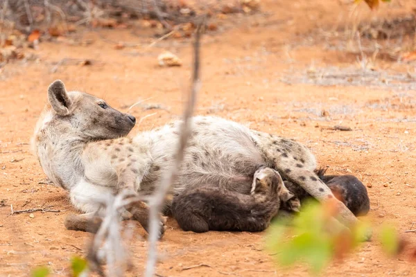 Οικογένεια Hyena Στη Νότια Αφρική Μητέρα Και Babys Ύαινες — Φωτογραφία Αρχείου
