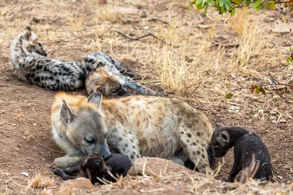 Οικογένεια Hyena Στη Νότια Αφρική Μητέρα Και Babys Ύαινες — Φωτογραφία Αρχείου