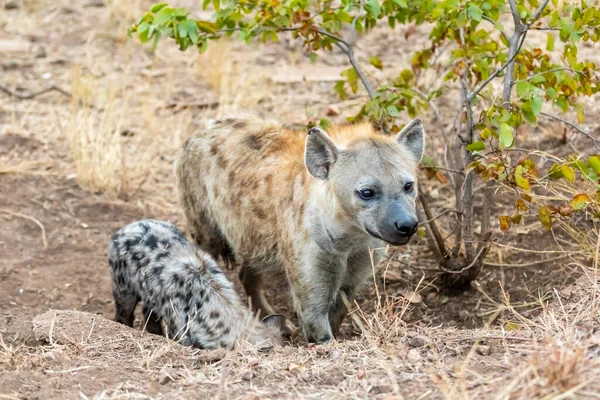 Οικογένεια Hyena Στη Νότια Αφρική Μητέρα Και Babys Ύαινες — Φωτογραφία Αρχείου