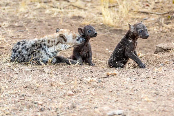 Famille Hyena Afrique Sud Hyènes Mère Bébé — Photo