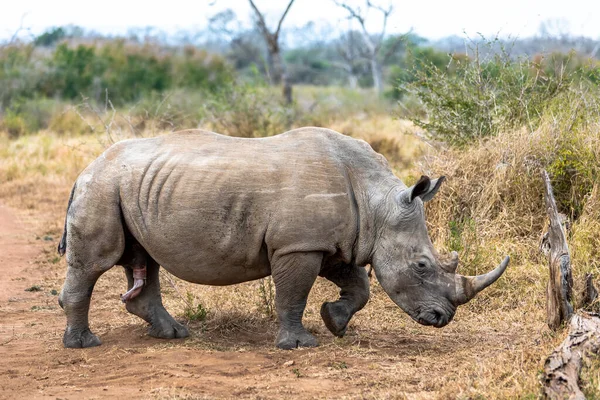 Rinoceronte Branco Rinoceronte Quadrado Maior Espécie Rinoceronte Existente África Sul — Fotografia de Stock