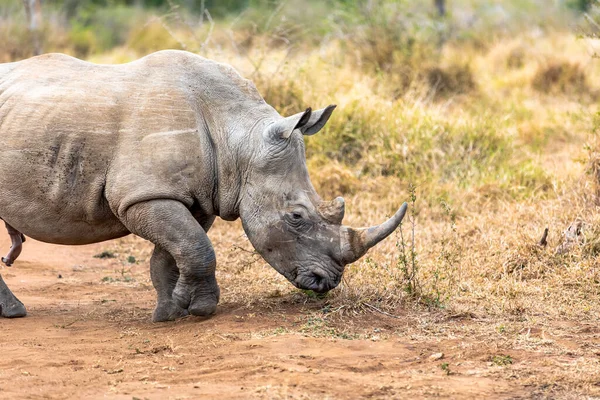 Breitmaulnashorn Oder Vierlippennashorn Ist Die Größte Erhaltene Nashornart Südafrika Und — Stockfoto