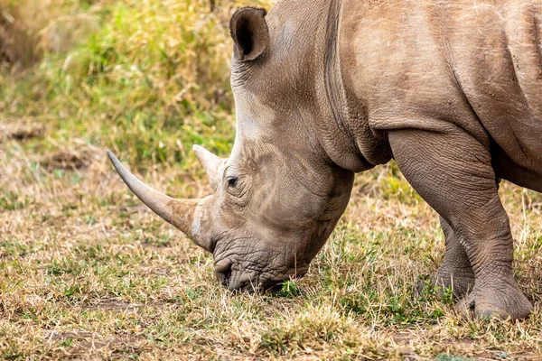 Rinoceronte Branco Rinoceronte Quadrado Maior Espécie Rinoceronte Existente África Sul — Fotografia de Stock