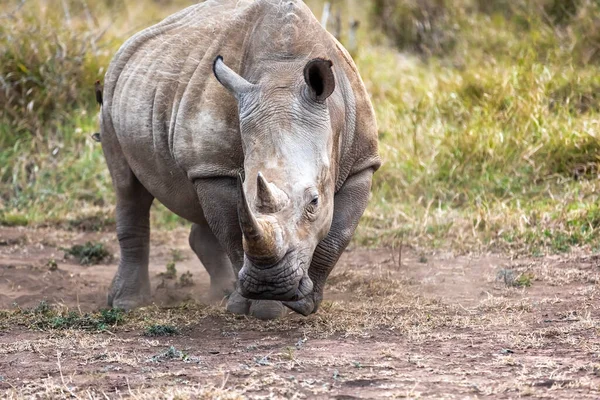 Breitmaulnashorn Oder Vierlippennashorn Ist Die Größte Erhaltene Nashornart Südafrika Und — Stockfoto