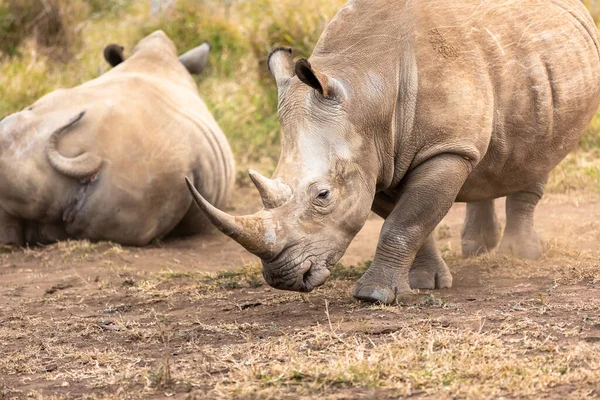 Rinoceronte Branco Rinoceronte Quadrado Maior Espécie Rinoceronte Existente África Sul — Fotografia de Stock