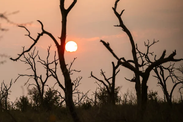 Восход Солнца Саванне Африки Свазиленда Удивительное Место — стоковое фото