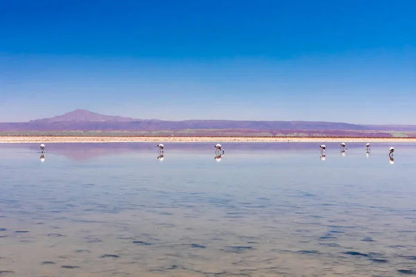 Laguna Chaxa Pustynia Atacama Chile Ameryka Południowa — Zdjęcie stockowe