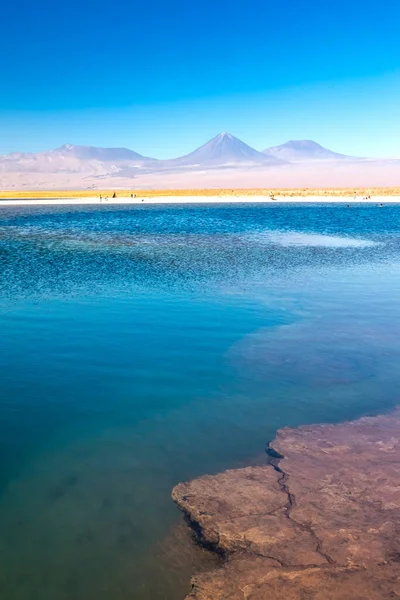 칠레의 아타카마에 세자르 석호와 칸타부르 남아메리카 스톡 사진