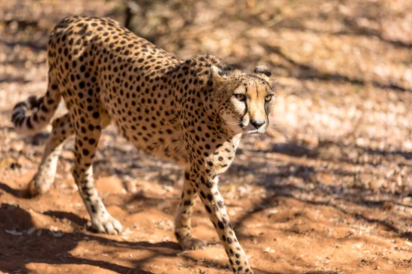 Cheetah Τρέχει Στη Νότια Αφρική Acinonyx Jubatus Γκουεπέντο — Φωτογραφία Αρχείου