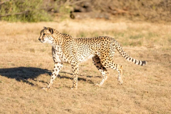 Cheetah Τρέχει Στη Νότια Αφρική Acinonyx Jubatus Γκουεπέντο — Φωτογραφία Αρχείου