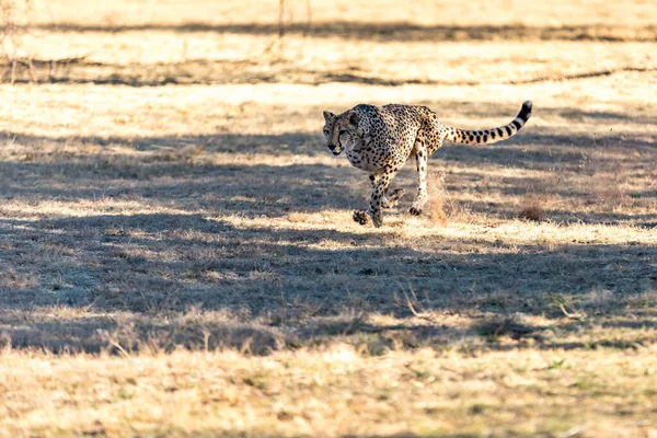 Cheetah Correndo África Sul Acinonyx Jubatus Guepardo — Fotografia de Stock