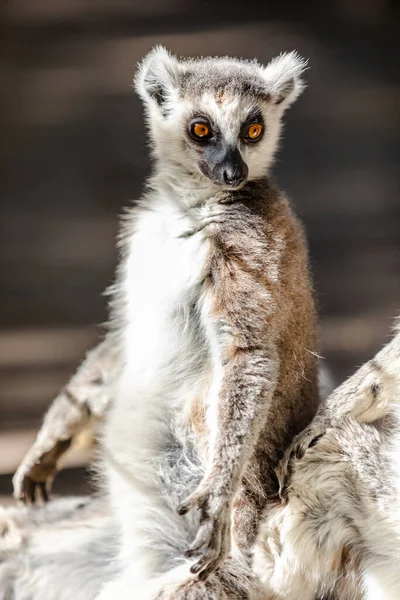 Lémure Cauda Anelada Lemur Catta Madagáscar — Fotografia de Stock