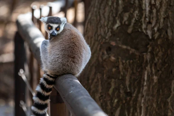 Ringstjärtslemur Lemur Catta Madagaskar — Stockfoto