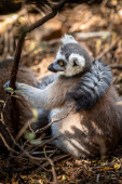 Der Ringelschwanzmaki (Lemur catta), Madagaskar.