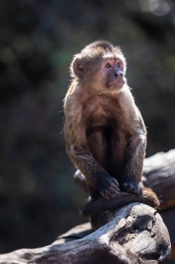Ormandaki vahşi maymun. Güney Afrika, Afrika.