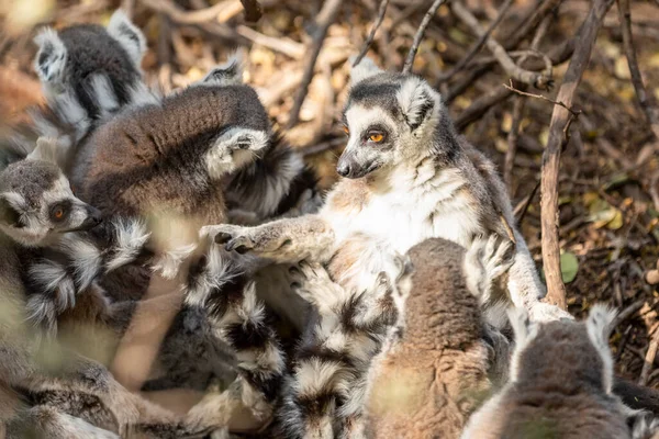 Lémurien Queue Cerclée Lemur Catta Madagascar — Photo