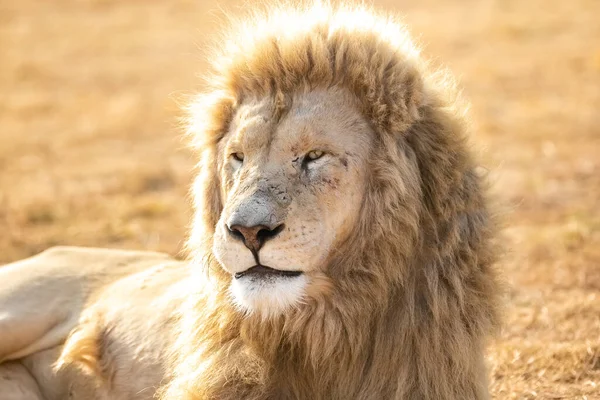 Lion Mâle Blanc Gros Plan Savane Afrique Sud — Photo