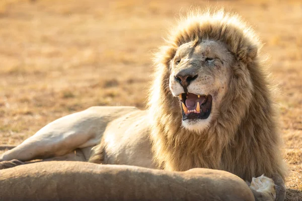 Lion Mâle Blanc Afrique Sud Incroyable Animal Savane — Photo