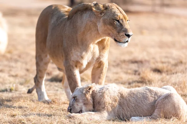 Löwe Mit Jungen Löwin Mit Löwenbaby Der Wildnis Südafrika — Stockfoto